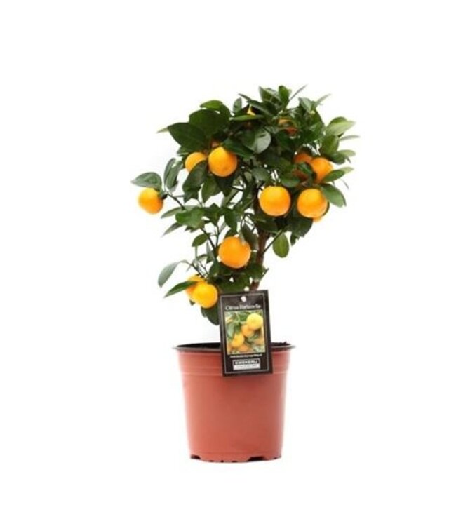 Citrus Calamondin | Topfgröße 15 | Pro 5 Stück