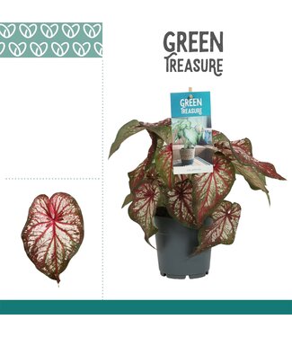 ME Caladium Bicolor | Per 6 stuks