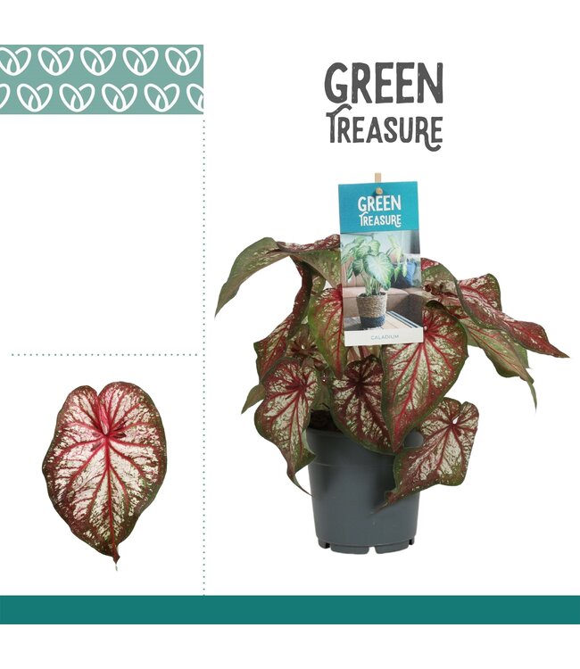 Caladium Bicolor | Per 6 stuks