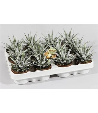 ME Haworthia Alda P8 | Per 12 stuks