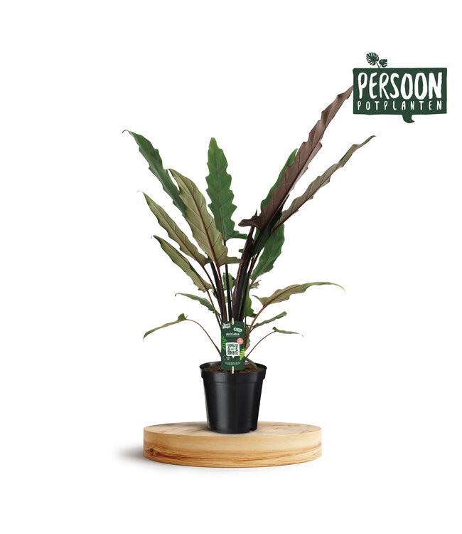 Alocasia Lauterbachiana | each