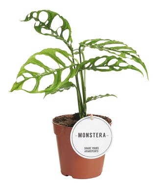 ME Monstera Obliqua Peru | Per 6 pieces