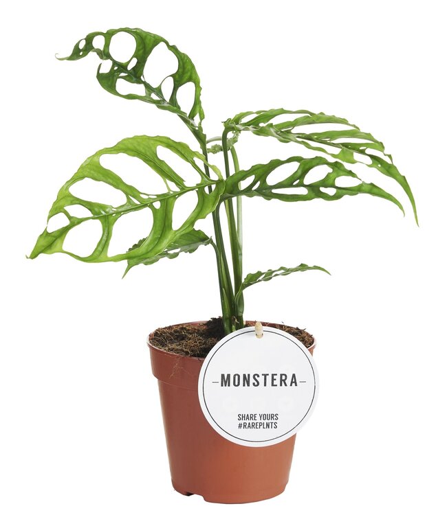 Monstera Obliqua Peru | Per 6 pieces