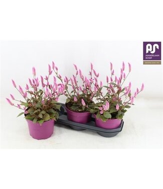 ME Celosia Wild Pink | Potmaat 19 | Per 3 stuks