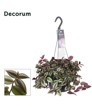 ME Tradescantia Zebrina Purpusii | Per 6 pieces