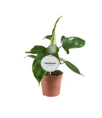 ME Philodendron Florida Green | Per 6 stuks