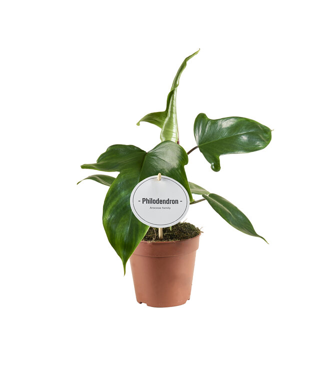 Philodendron Florida Grün | Pro 6 Stück