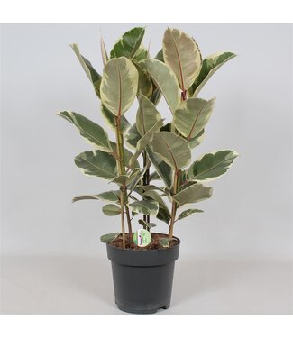 ME Ficus 'Tineke' | Per piece