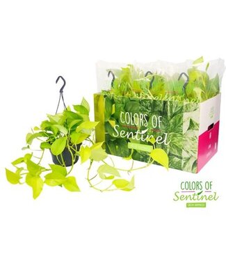 ME Epipremnum Pinnatum Golden Pothos - Hängetopf | Pro 6 Stück