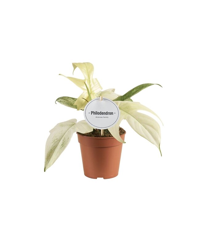 Philodendron Florida Ghost | Pot size 12 | Each