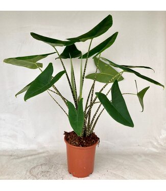 ME Alocasia Zebrina | Pot size 27 | Each