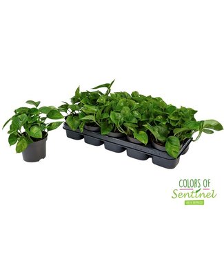 ME Epipremnum Pinnatum Global Green | Per 10 pieces