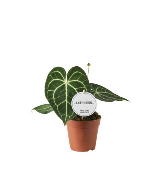 ME Anthurium Clarinvervium | Pro 6 Stück