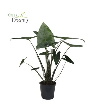 ME Alocasia Zebrina | each