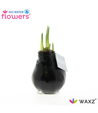 ME No Water Flowers Waxz® Black | Per 6 pieces