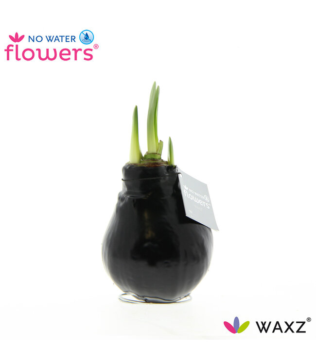 No Water Flowers Waxz® Black | Per 6 pieces