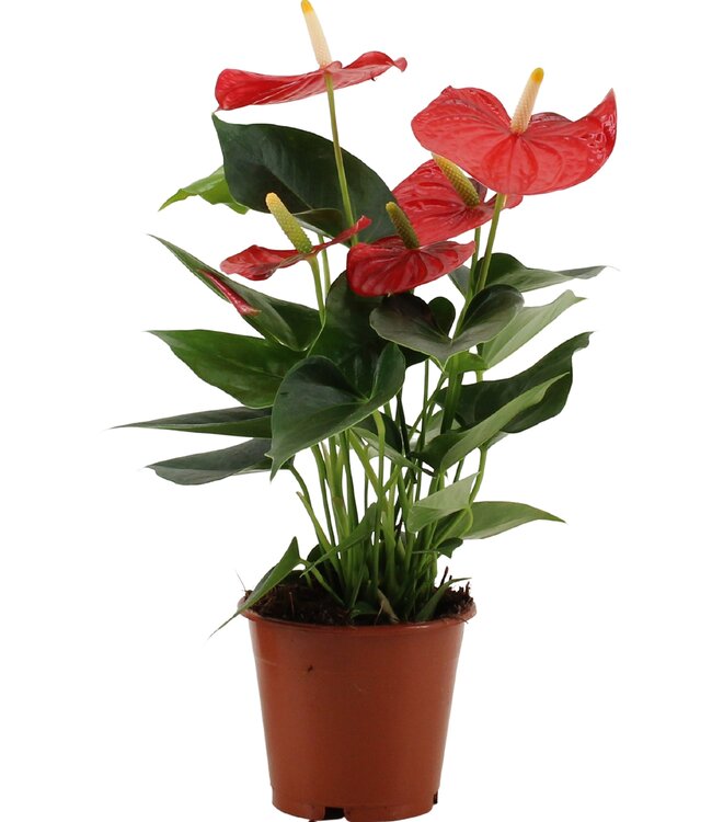 Anthurium Esudo in transparent sleeve | Per 10 pieces