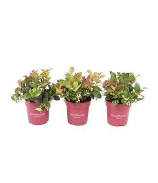 ME Gaultheria Pro Big Berry | Pot size 10.5 | Per 15 pieces