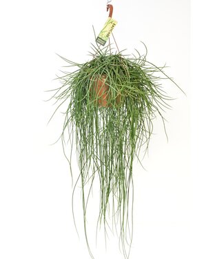 ME Rhipsalis Floccosa | Per 3 pieces