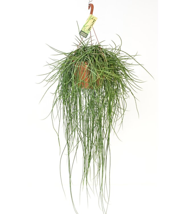 Rhipsalis Floccosa | Per 3 pieces