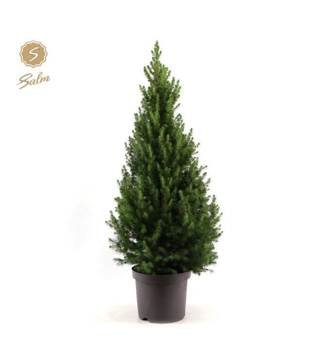 Picea gl. Dezember'® P26 80/90 | Pro Stück