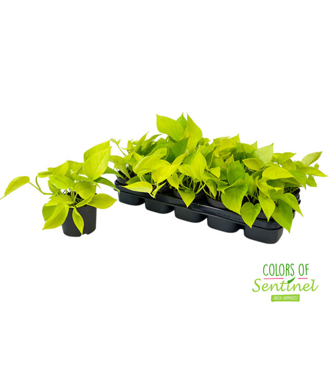 Epipremnum Pinnatum Golden Pothos | Per 10 pieces