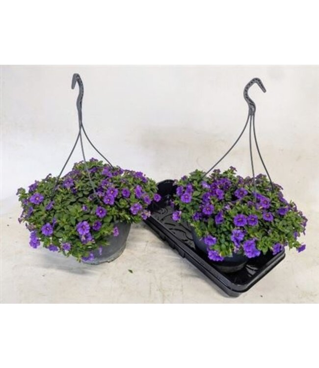 Calibrachoa Minif Dark Vio P26 | Pro Stück