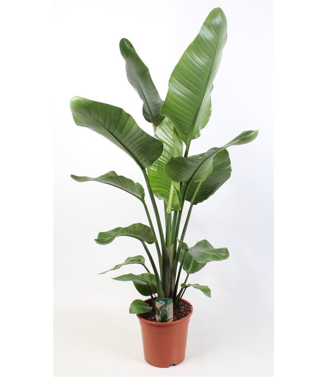 Strelitzia Nicolai 3 Pp | Topfgröße 21 | Pro