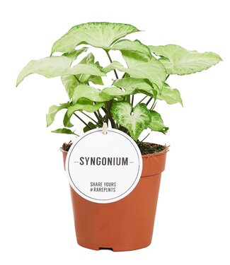 ME Syngonium White Butterfly | Per 6 pieces