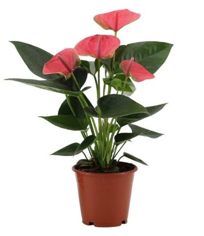 Anthurium Sweet Dream Pink | Topfgröße 12 4+ Flower P12 | Pro 6 Stück