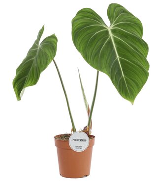 ME Philodendron Gloriosum | Per 4 pieces