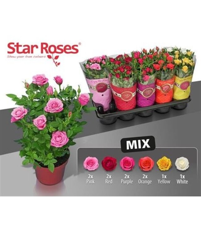 Rosa Star R Gem 6 Srt | Potmaat 12 | Per 10 stuks