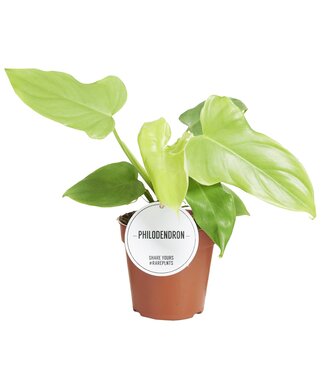 ME Philodendron Golden Violin | Per 6 stuks