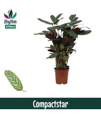 ME Calathea 21cm Compactstar Rhythm of Nature (Ctenan | Pro Stück