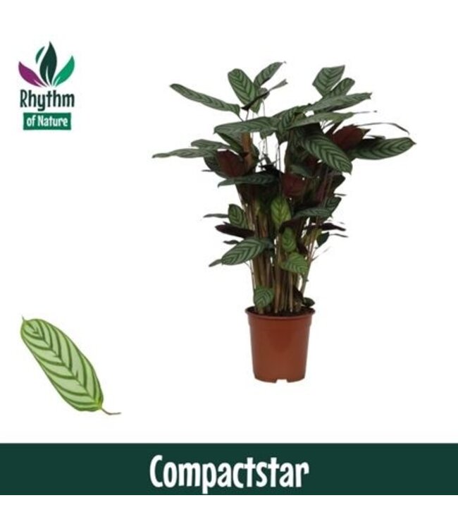 Calathea 21cm Compactstar Rhythm of Nature (Ctenan | Pro Stück