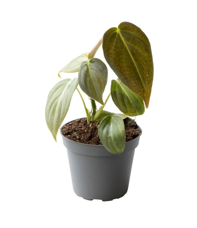 Philodendron Melanochrysum | Per 12 pieces