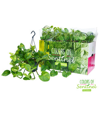 ME Epipremnum Pinnatum Global Green - Hanging pot | Per 6 pieces