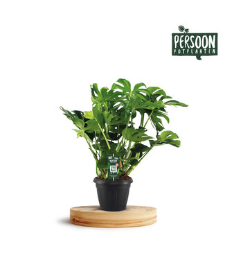 ME Monstera Deliciosa 35 | Per piece