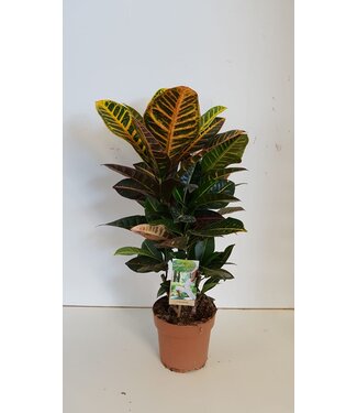 ME Codiaeum Petra | Pro Stück