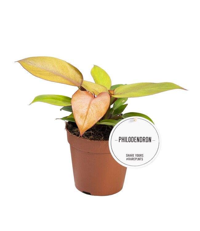 Philodendron Prinz der Orange | Pro 6 Stück