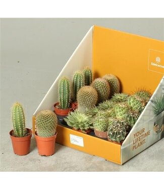 ME Cactus Gemengd P5.5 | Per 20 stuks