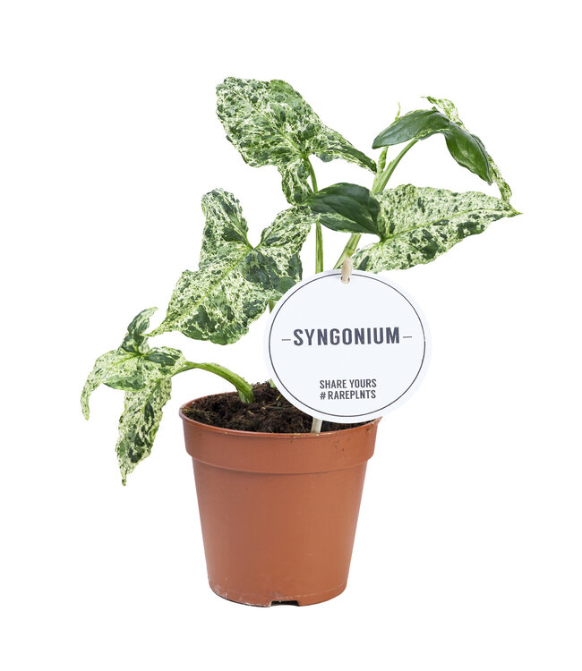 Syngonium Mottled | Per 6 pieces