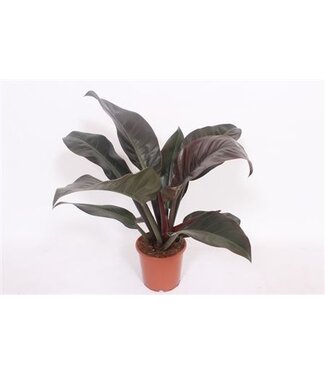 ME Philodendron Imperial Red | Per 6 pieces