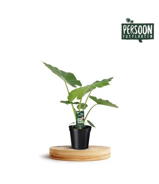 ME Alocasia Macrorrhiza | each