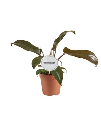 ME Philodendron Florida Bronze | Per 6 pieces