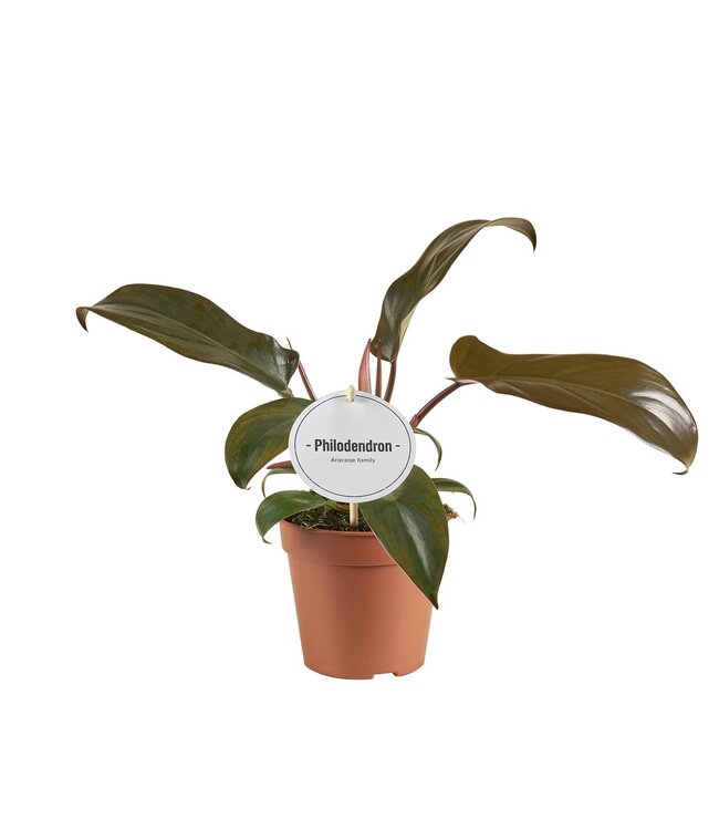 Philodendron Florida Bronze | Per 6 pieces