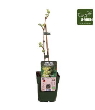 ME Vitis Johanniter Bio | Topfgröße 13 | Pro 6 Stück