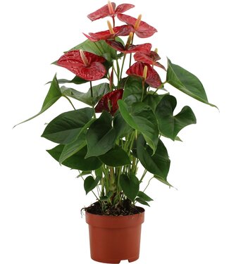 ME Anthurium Jambo Red in transparent sleeve | Per 6 pieces