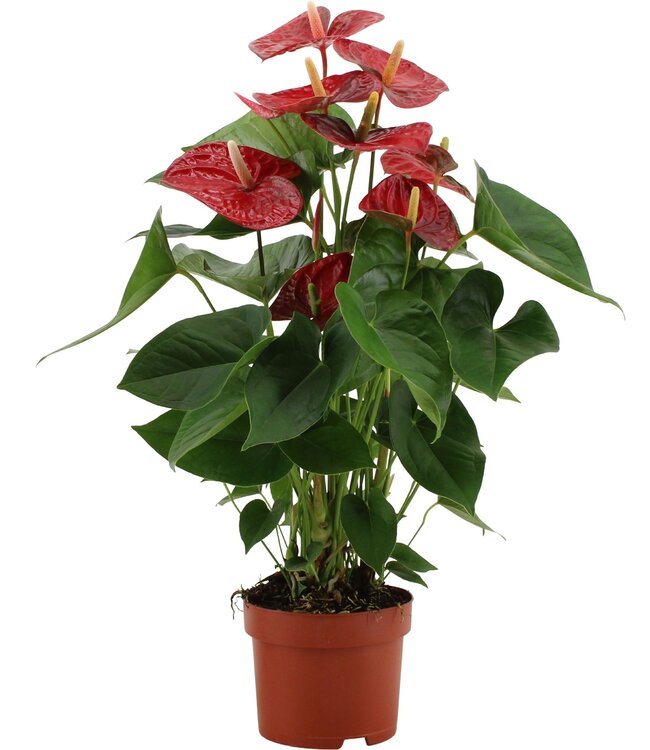 Anthurium Jambo Red in transparent sleeve | Per 6 pieces