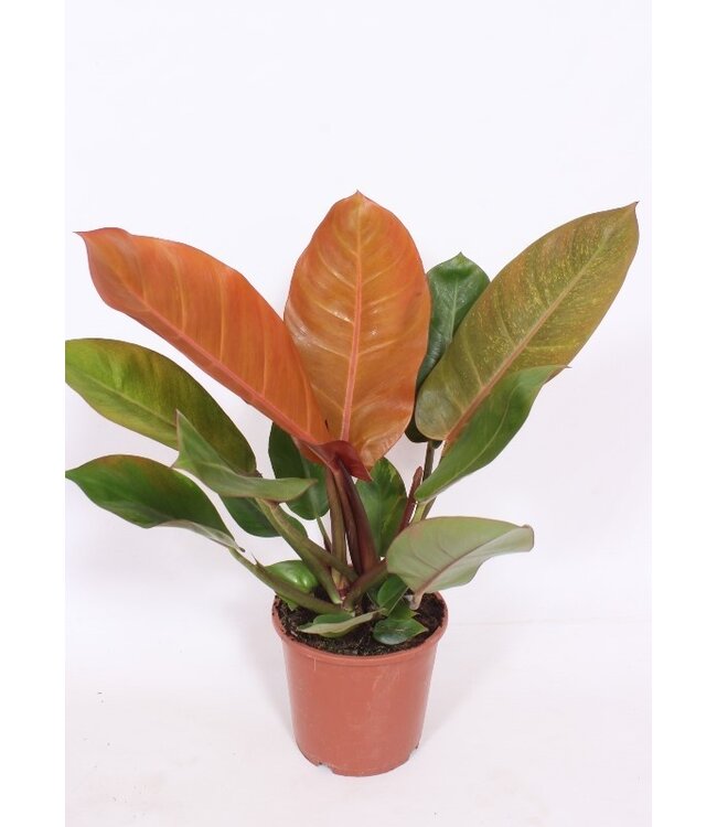 Philodendron Prince of Orange | Per 6 stuks